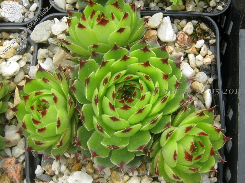 calcareum from Mont Ventoux, 880m