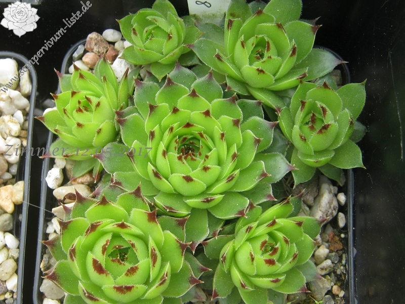 calcareum from Mont Ventoux, 880m