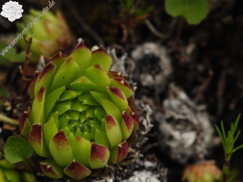dolomiticum from Seekofelhütte