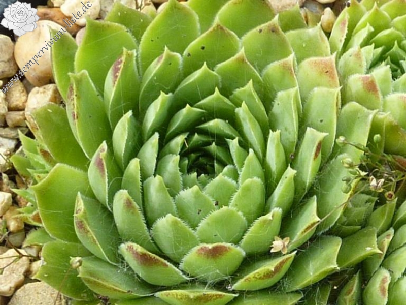 heuffelii x globiferum ssp. allionii from Aione