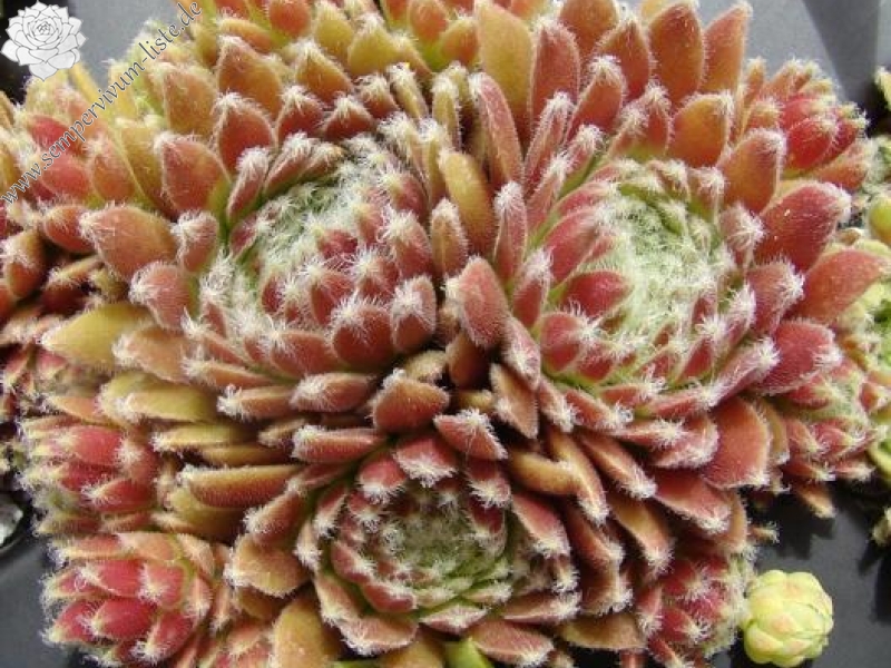 arachnoideum from Gran Paradiso