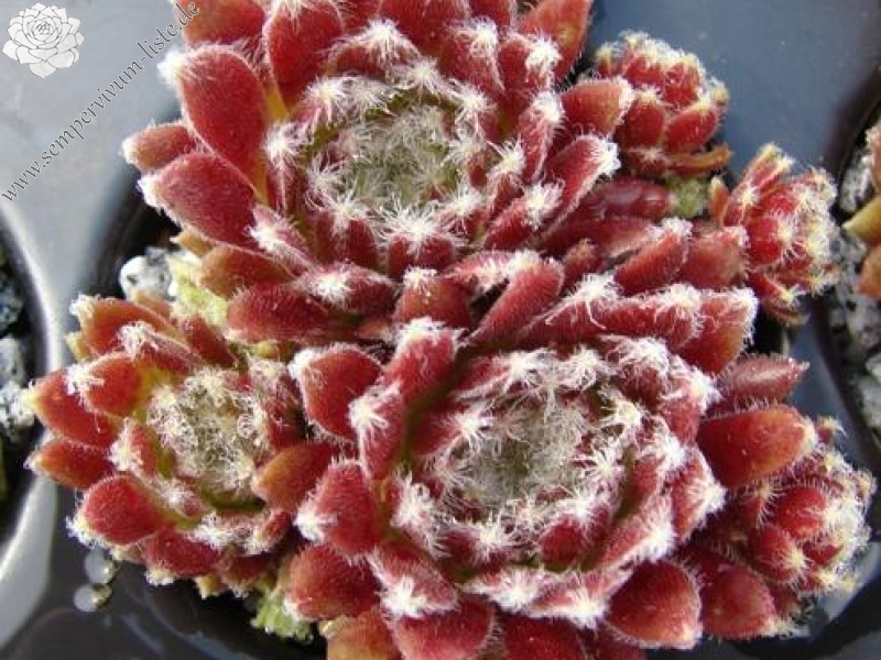 arachnoideum from Gran Paradiso