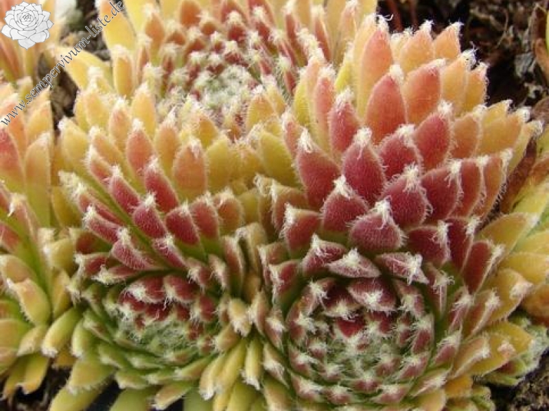 arachnoideum from Gran Paradiso