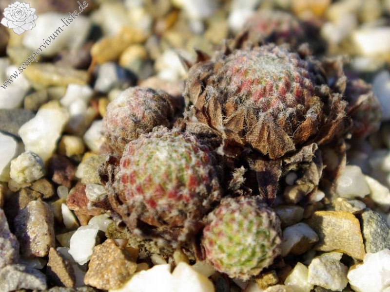 arachnoideum from Gran Paradiso