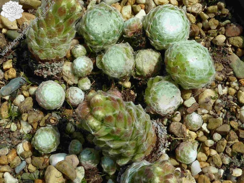 arachnoideum from Guillaumes