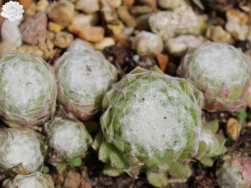 arachnoideum from Guillaumes