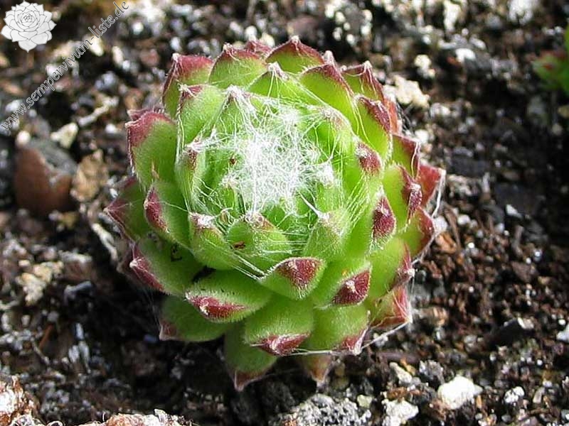 arachnoideum from Hasenöhrl