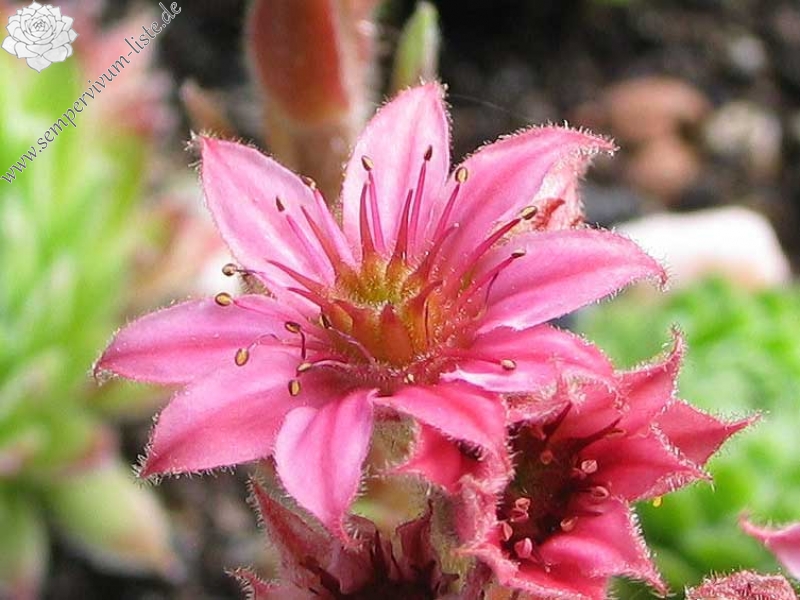 arachnoideum from Hasenöhrl