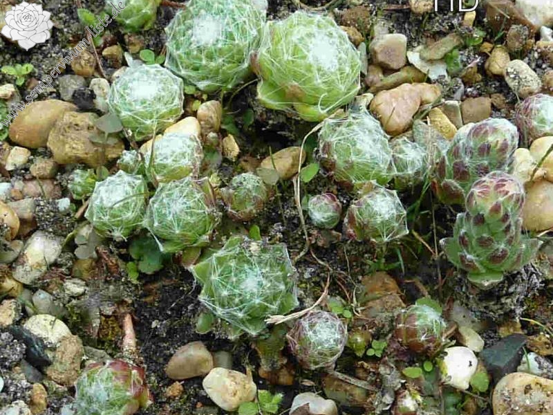 arachnoideum from Hohe Tauern