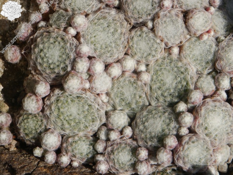 arachnoideum from Martelltal