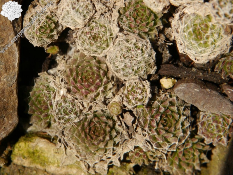 arachnoideum from Martelltal