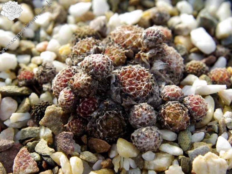 arachnoideum from Martelltal