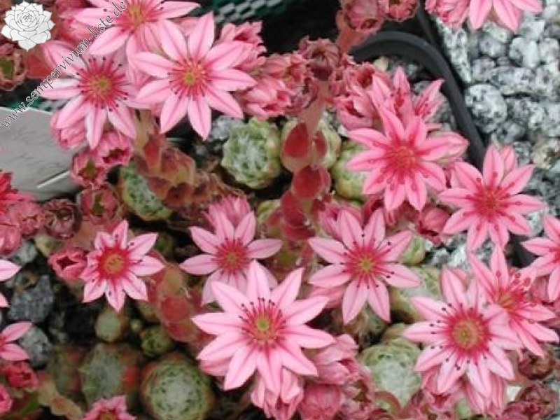 arachnoideum from Martelltal