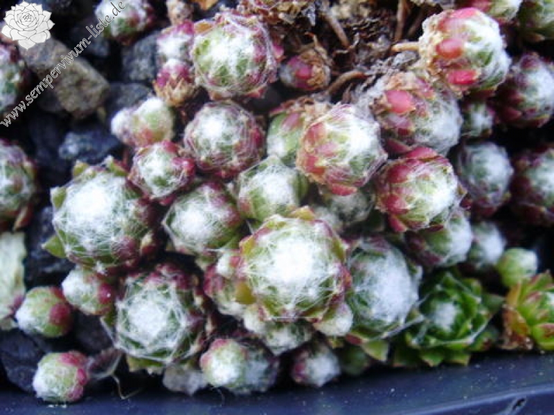 arachnoideum from Mercantour 1