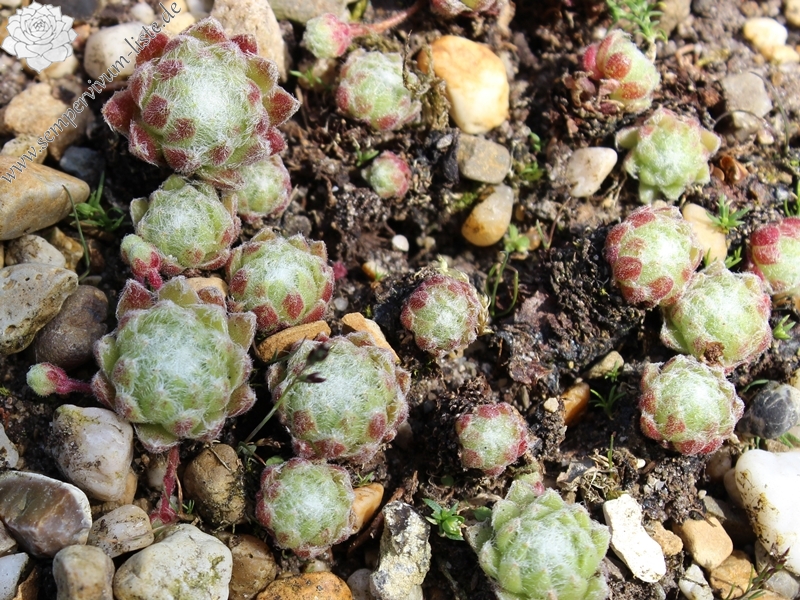 arachnoideum from Mont Cervin