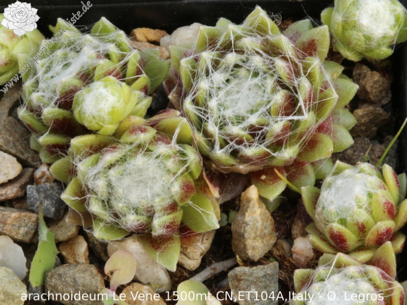 arachnoideum from Monte Le Vene