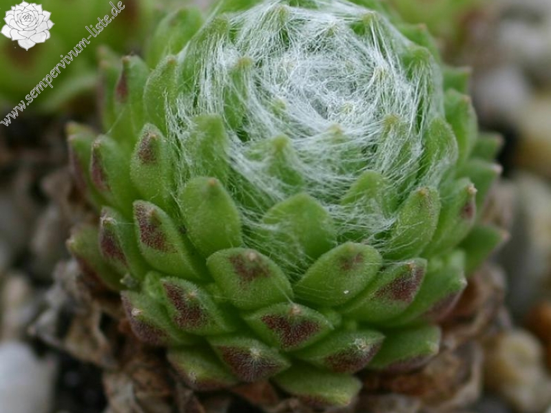 arachnoideum from Muottas Muragl