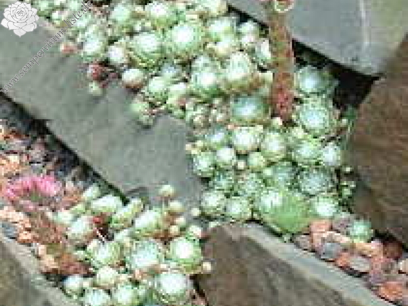 arachnoideum from Nuria