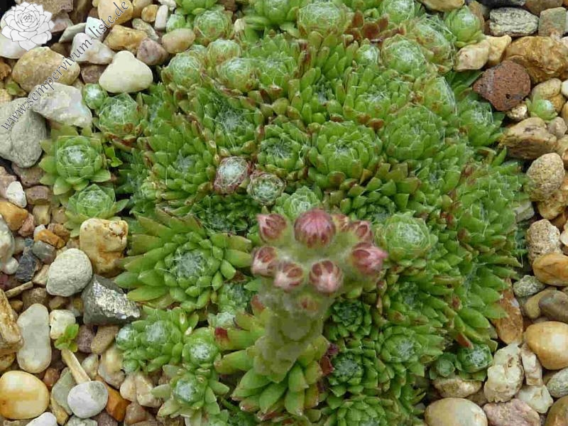 arachnoideum from Obergurgl