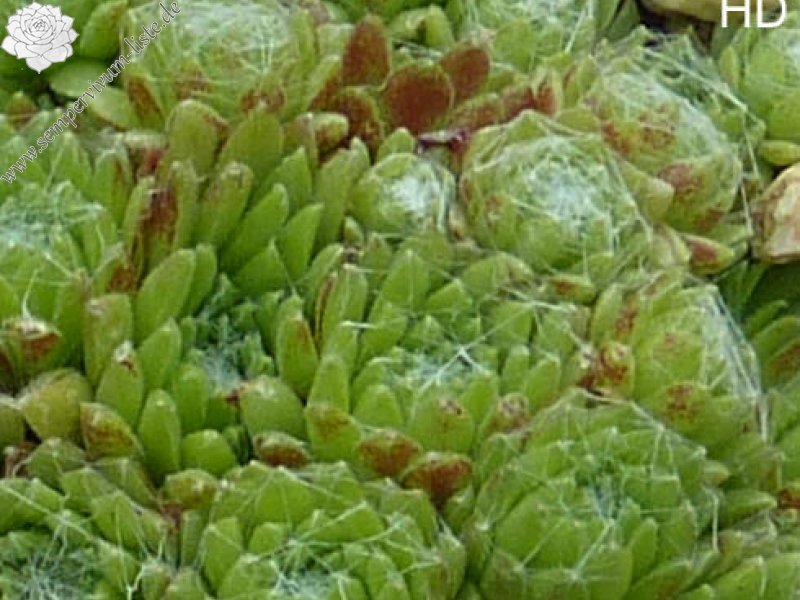 arachnoideum from Obergurgl
