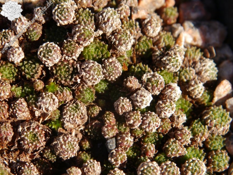 arachnoideum from Obergurgl