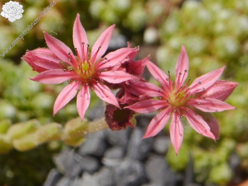 arachnoideum from Obergurgl