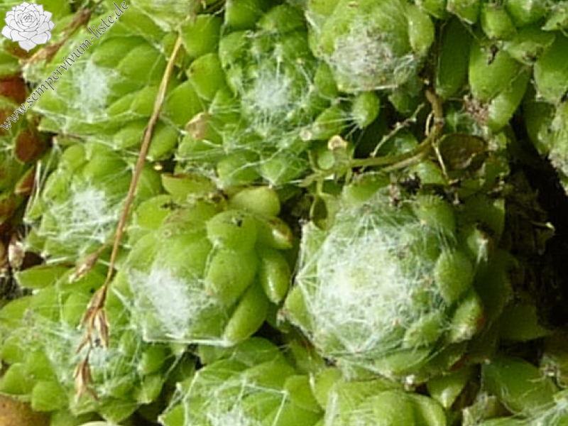 arachnoideum from Passo di Fedaia