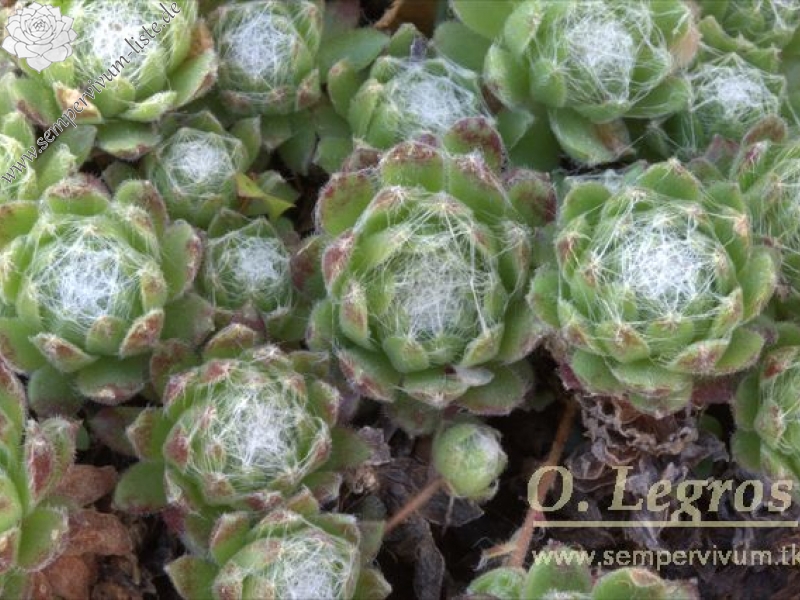 arachnoideum from Peña Prieta