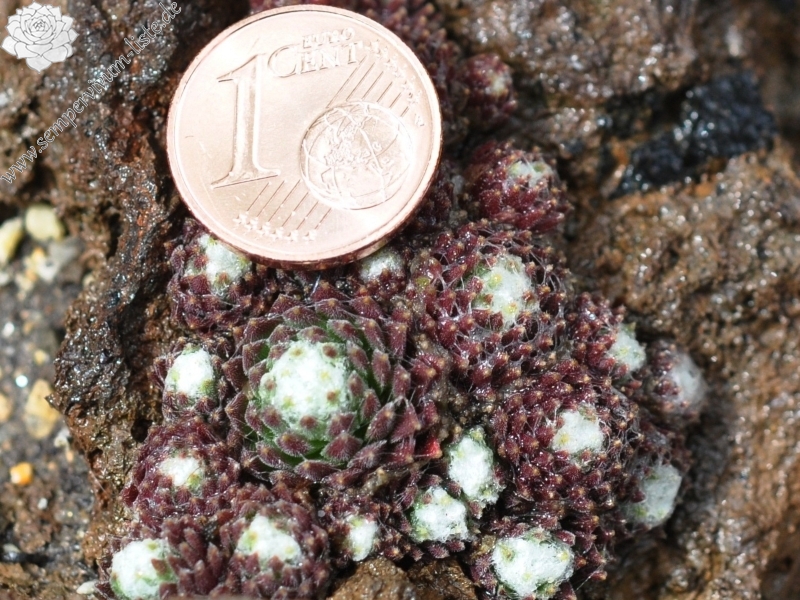 arachnoideum from Pfossental
