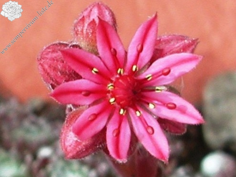 arachnoideum from Pfossental