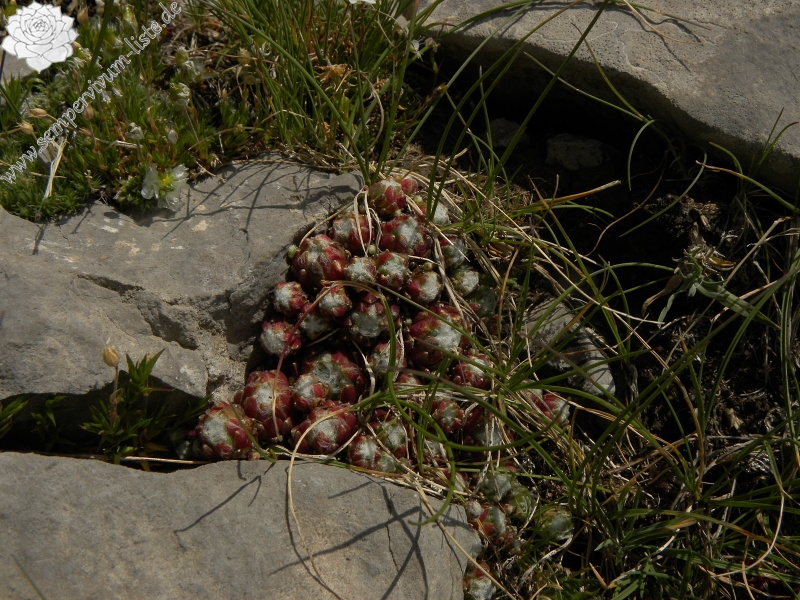 arachnoideum from Pic de les Tres Canaletes