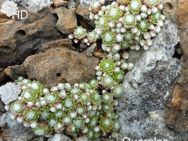 arachnoideum from Queralbs