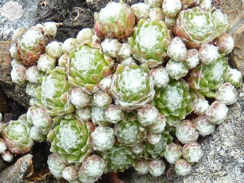 arachnoideum from Queralbs