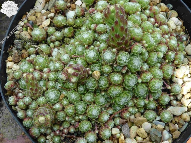 arachnoideum from Queralbs