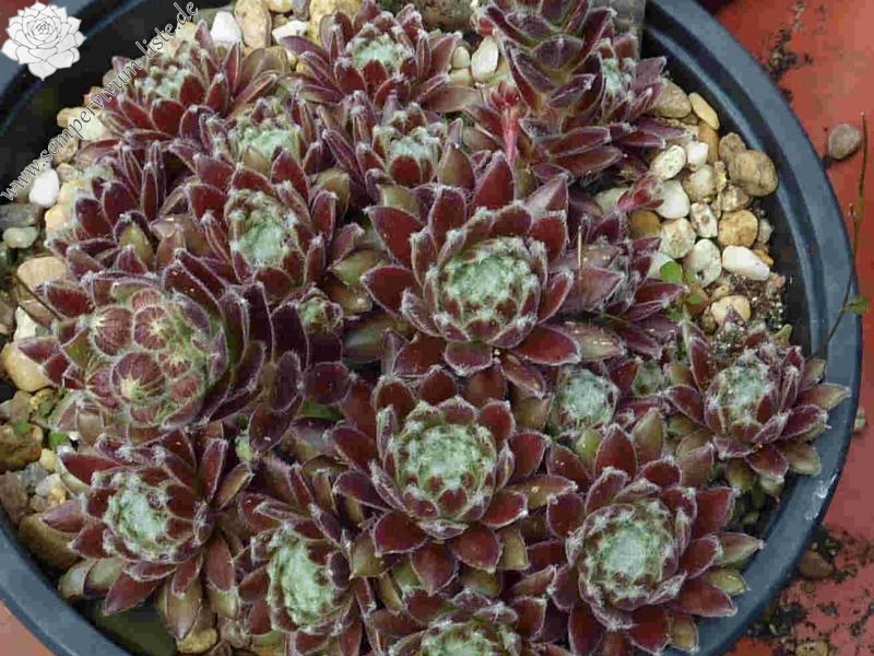 arachnoideum from Salardú