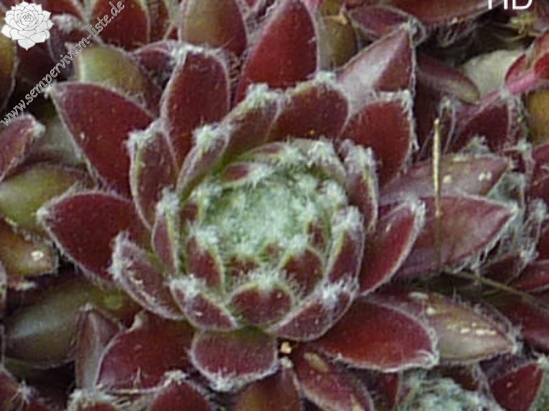 arachnoideum from Salardú