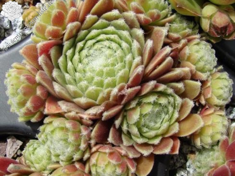 arachnoideum from Salardú