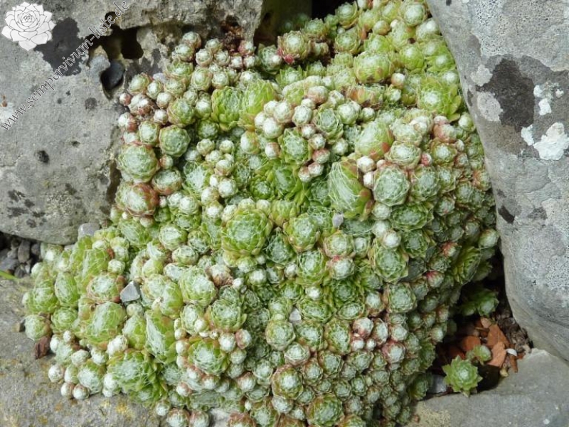 arachnoideum from Setcases