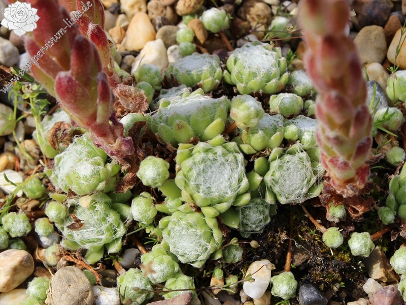 arachnoideum from Simplonpass