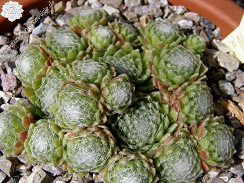 arachnoideum from Sion