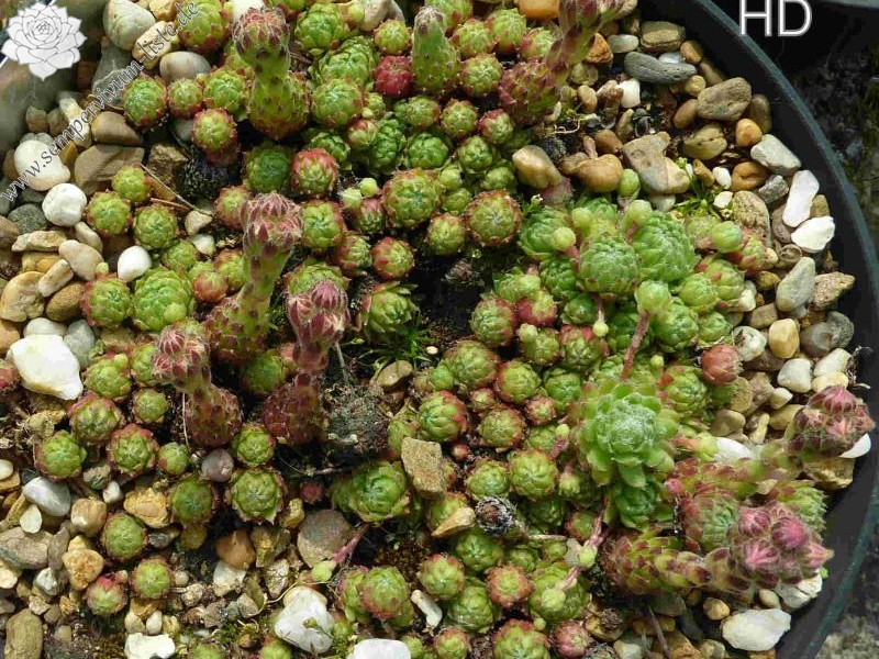 arachnoideum from Sion