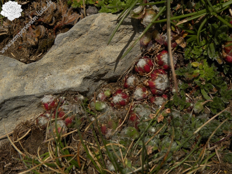 arachnoideum from Torreta de Cadí, Abhang