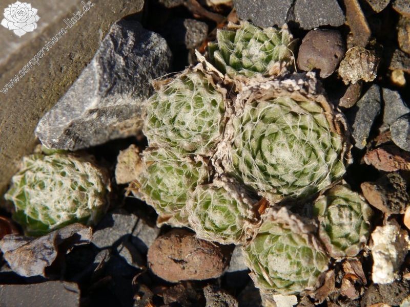 arachnoideum from Ustecchio