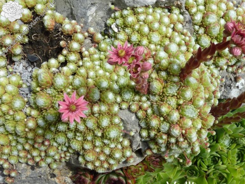 arachnoideum from Vallter