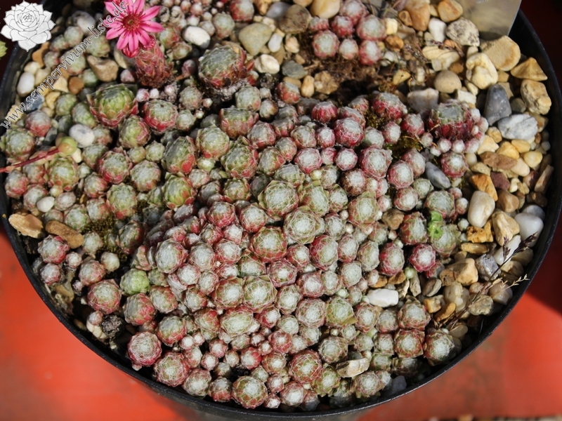 arachnoideum from Vispertal