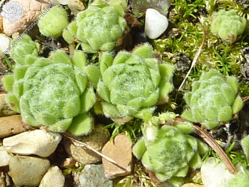 arachnoideum from Zernes