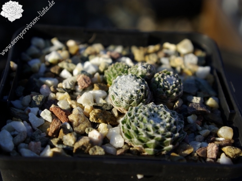 arachnoideum SM 1005