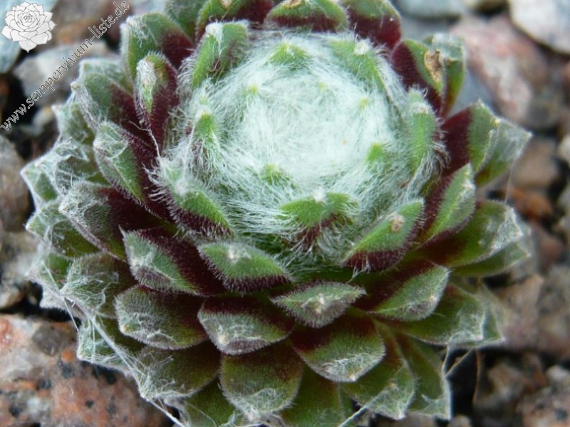 arachnoideum SM 1005