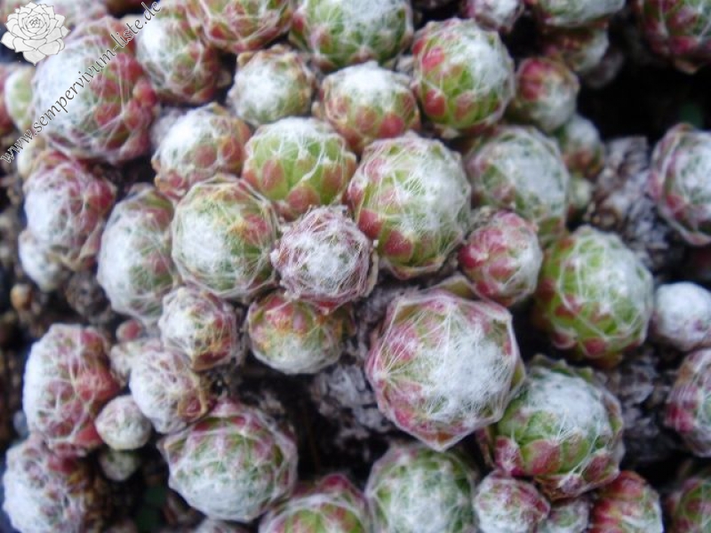 arachnoideum ssp. arachnoideum (doellianum)