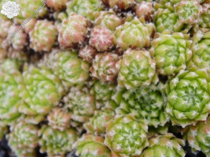 arachnoideum ssp. arachnoideum (doellianum)